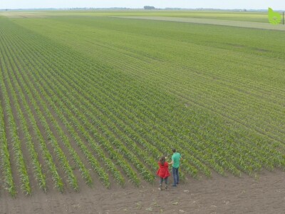 Bayer Farm - Dan polja