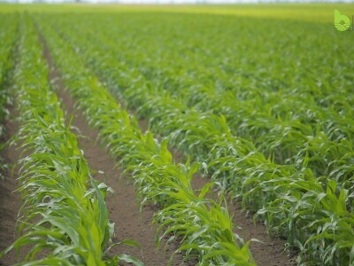 Bayer Farm - Dan polja