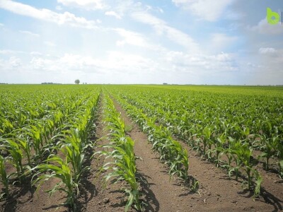 Bayer Farm - Dan polja