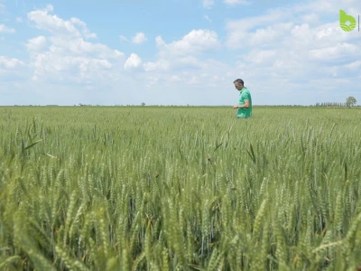 Bayer Farm - Dan polja