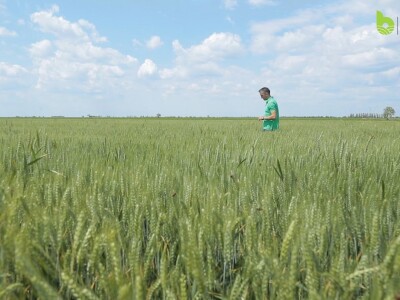 Bayer Farm - Dan polja