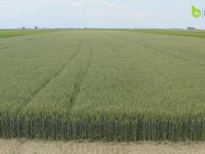 Bayer Farm - Dan polja