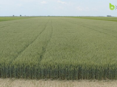 Bayer Farm - Dan polja