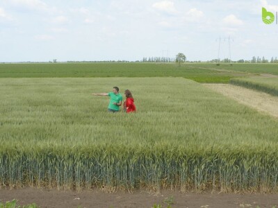 Bayer Farm - Dan polja