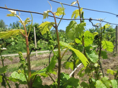 Bayer 6. savjeti vinogradara