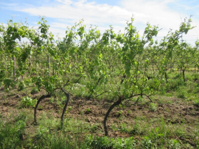 Bayer 6. savjeti vinogradara