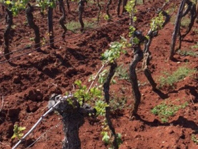 Bayer 6. savjeti vinogradara