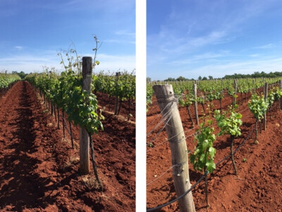 Bayer 6. savjeti vinogradara