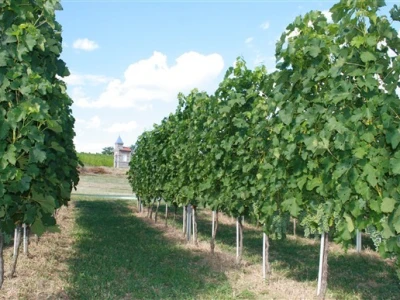 Vinograd