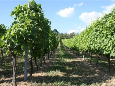 Vinograd