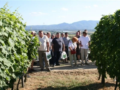 Vinograd