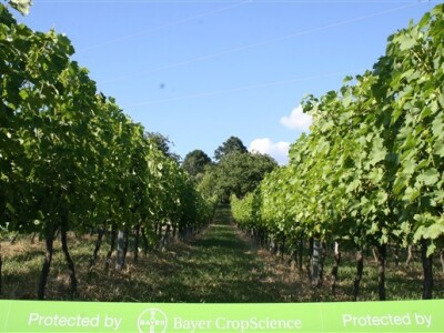 Protected by Bayer CropScience