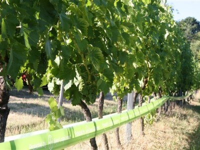 Protected by Bayer CropScience