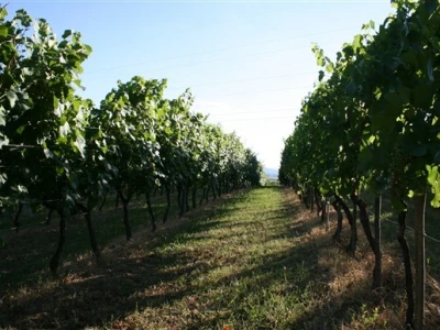 Vinograd
