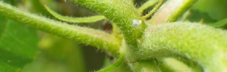 ve