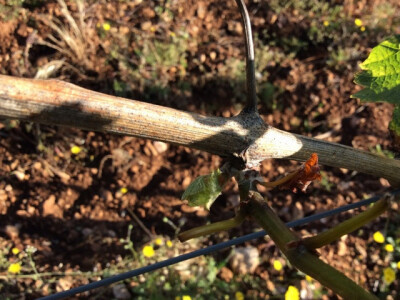 Bayer 6. savjeti vinogradara