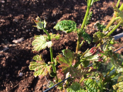 Bayer 6. savjeti vinogradara