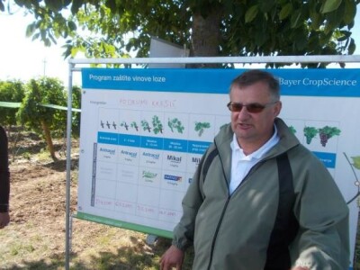 Bayerovi pokusi u vinogradima Iloka