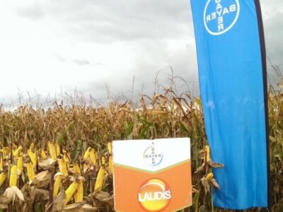 Bayer na Dekalb danima polja