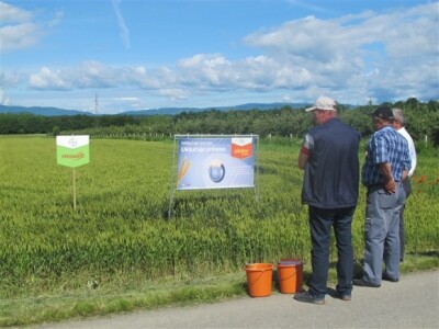 Bayer Dani polja - Alaginci