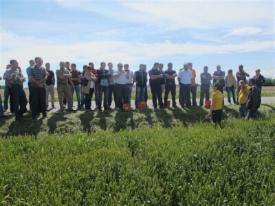 Bayer Dani polja - Alaginci