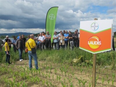 Bayer Dani polja - Alaginci