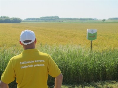 Bayer Dani polja - Djurdjevac