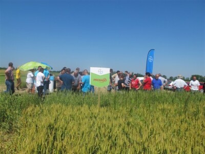 Bayer Dani polja - Djurdjevac