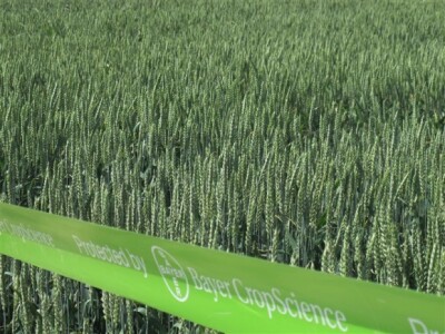 Bayer Dani polja - Donji Miholjac