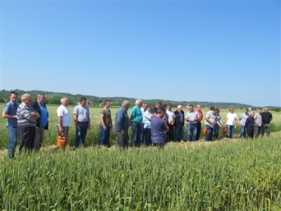 Bayer Dani polja - Podgorje