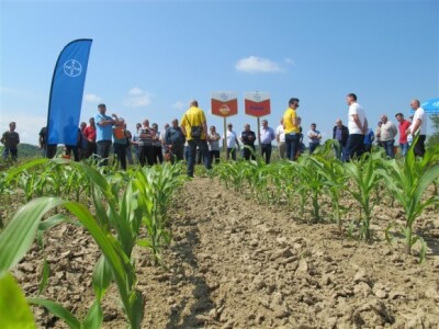 Bayer Dani polja - Podgorje