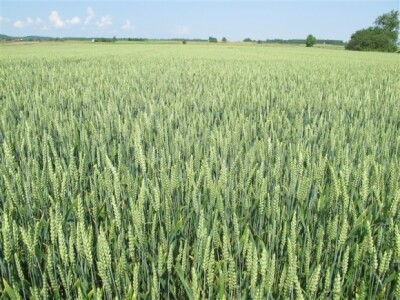 Bayer Dani polja - Podgorje