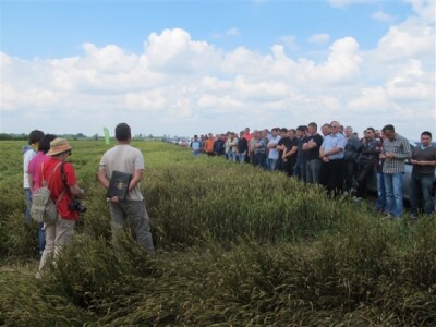 Bayer Dani polja - Slakovci