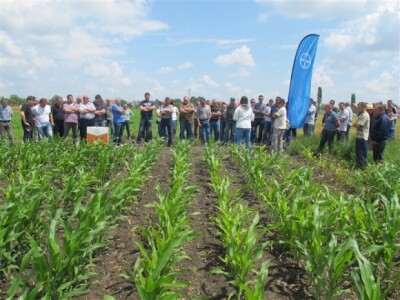 Bayer Dani polja - Slakovci