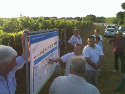 Bayer Dani vinograda - Buje