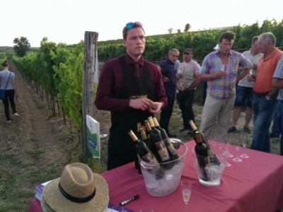 Bayer Dani vinograda - Buje