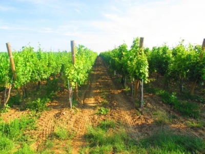 Bayer Dani vinograda - Ilok