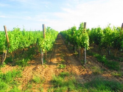 Bayer Dani vinograda - Ilok