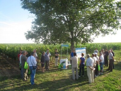 Bayer Dani vinograda - Ilok