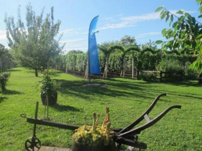 Bayer Dani vinograda - Koprivnica