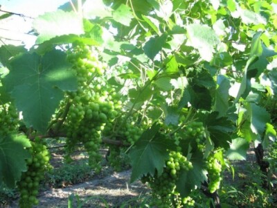 Bayer Dani vinograda - Otrić-Seoci