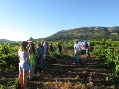 Bayer Dani vinograda - Potomje