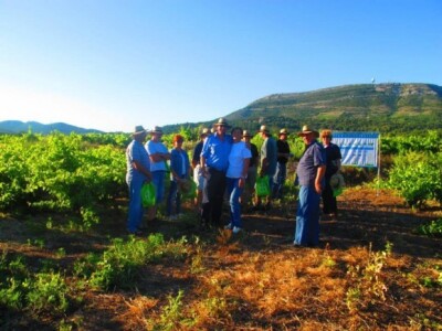 Bayer Dani vinograda - Potomje