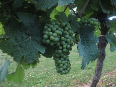 Bayer Dani vinograda - Štrigova