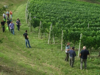 Bayer Dani vinograda - Štrigova