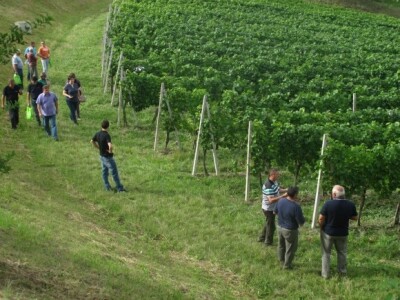 Bayer Dani vinograda - Štrigova