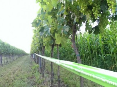 Bayer Dani vinograda - Suza