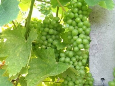 Bayer Dani vinograda - Tužno