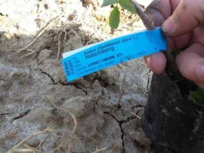 Sadnice sortne bazge