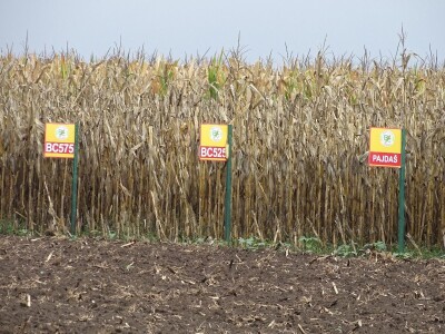 Dan polja BC hibrida kukuruza u Lovasu Dan polja BC hibrida kukuruza u Lovasu